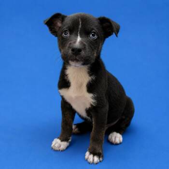 Acorn -  Pit Bull Terrier and Mixed Breed Dog for Adoption in Riverside, California - Acorn | PetCurious