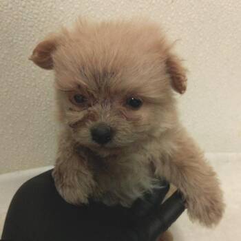 Yang* -  Poodle Dog for Adoption in San Gabriel, California - Yang* | PetCurious