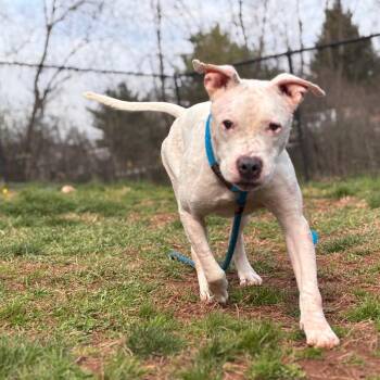 Yahtzee -  Pit Bull Terrier Dog for Adoption in York, Pennsylvania - Yahtzee | PetCurious