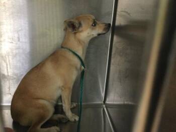 Rescue Chihuahua Dogs for Adoption in Thousand Palms, California - A1876249 | PetCurious