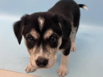 Fifi -  German Shepherd Dog and Mixed Breed Dog for Adoption in Woodbury, Minnesota - Fifi | PetCurious