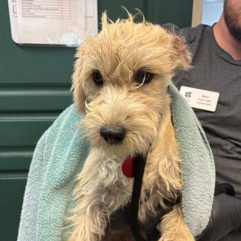 Herbert -  Maltese and Terrier Dog for Adoption in Pasadena, California - Herbert | PetCurious