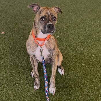Boxer Dogs Available for Adoption in West Palm Beach, Florida - Coco | PetCurious