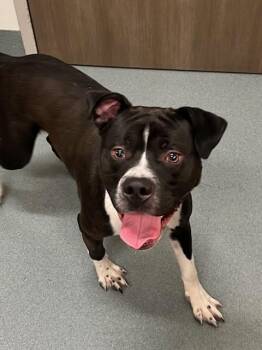 Boxer and Mixed Breed Dogs Available for Adoption in Baytown, Texas - DENNY | PetCurious