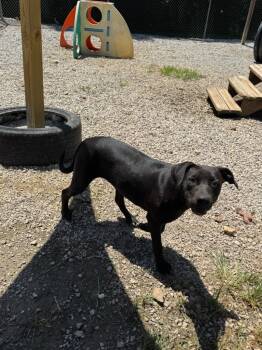 Rescue Pit Bull Terrier Dogs for Adoption in Batesville, Arkansas - Mavis | PetCurious