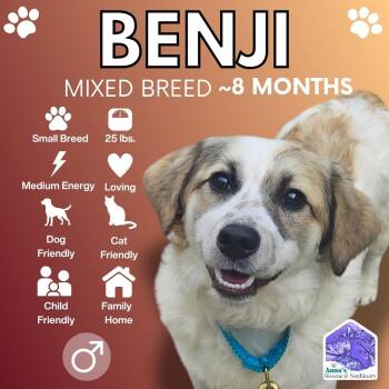 Benji -  Mixed Breed Dog for Adoption in Aurora, Ontario - Benji | PetCurious