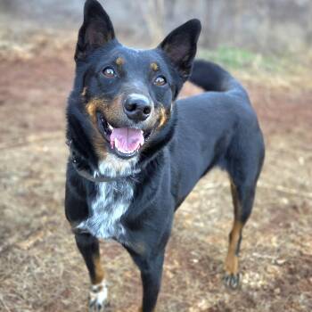 Australian Cattle Dog Blue Heeler Dogs Available for Adoption - Texas | PetCurious