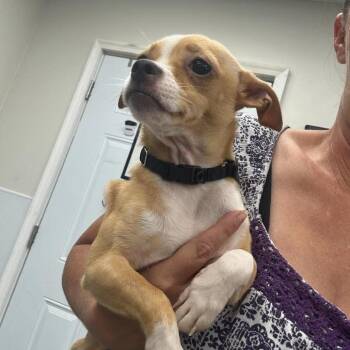Rumi -  Mixed Breed Dog for Adoption in Fredericksburg, Virginia - Rumi | PetCurious