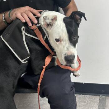 Pixie -  Mixed Breed Dog for Adoption in Philadelphia, Pennsylvania - Pixie | PetCurious