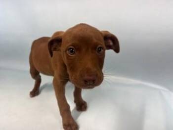 Olivia -  Labrador Retriever and Mixed Breed Dog for Adoption in Woodbury, Minnesota - Olivia | PetCurious