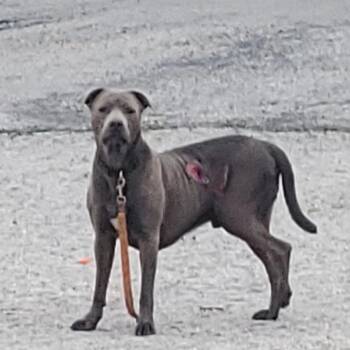 Mox -  Terrier and Mixed Breed Dog for Adoption in St. Louis, Missouri - Mox | PetCurious