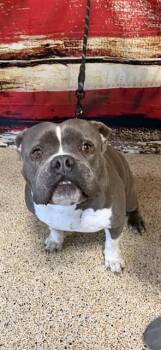American Bulldog and Mixed Breed Dogs Available for Adoption in Doral, Florida - DASH | PetCurious