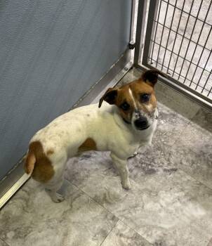 Jack Russell Terrier Dogs Available for Adoption in Rochester, Indiana - TOBIE | PetCurious