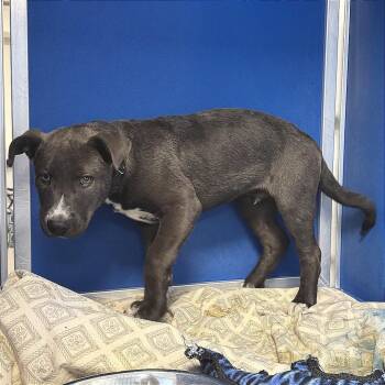 Mixed Breed Dogs Available for Adoption - 104830 | PetCurious