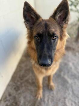Willow -  German Shepherd Dog Dog for Adoption in Glendale, Arizona - Willow | PetCurious