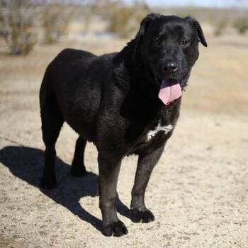 Rescue Rottweiler Dogs for Adoption in Littlerock, California - Loving | PetCurious