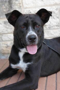 Rescue Mixed Breed Dogs for Adoption in Bryan, Texas - Sheila | PetCurious