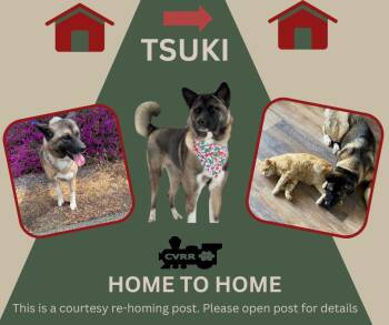 *Tsuki* HOME TO HOME -  Akita Dog for Adoption in Lindsay, California - *Tsuki* HOME TO HOME | PetCurious