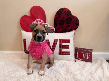 Mixed Breed Dogs Available for Adoption - Maisie | PetCurious