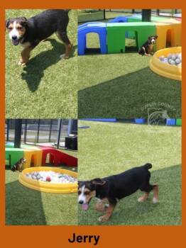 Jerry -  Mixed Breed Dog for Adoption in Kenansville, North Carolina - Jerry | PetCurious