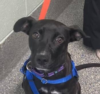 Feist and Mixed Breed Dogs Available for Adoption in Methuen, Massachusetts - MARY | PetCurious