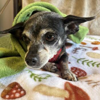 Banana Mania 14200 -  Chihuahua Dog for Adoption in San Francisco, California - Banana Mania 14200 | PetCurious