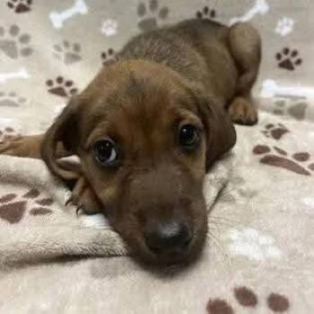 Tessa -  Pit Bull Terrier Dog for Adoption - Tessa | PetCurious