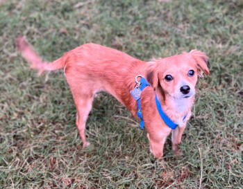 Rescue Mixed Breed Dogs for Adoption in Sandy Springs, Georgia - Bryer | PetCurious