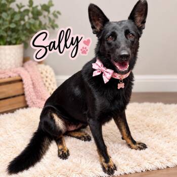 SALLY GS -  German Shepherd Dog Dog for Adoption in Lucas, Texas - SALLY GS | PetCurious