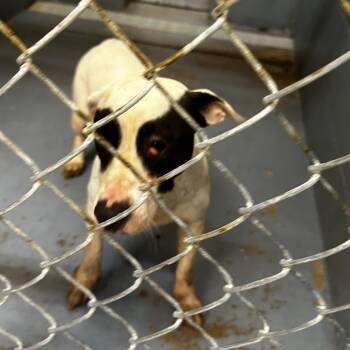 Rescue Mixed Breed Dogs for Adoption in Gadsden, Alabama - ELM 43 | PetCurious