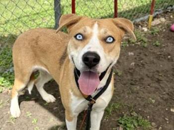 Mixed Breed Dogs Available for Adoption in Georgetown, Texas - Padme | PetCurious