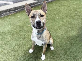 Rescue Carolina Dog and Mixed Breed Dogs for Adoption in Brentwood, Missouri - MAVERICK | PetCurious