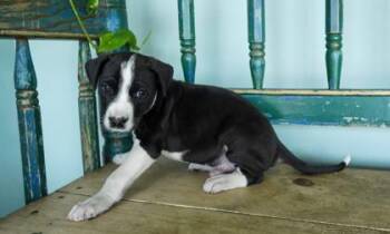 Haymitch -  Catahoula Leopard Dog and Labrador Retriever Dog for Adoption in San Antonio, Texas - Haymitch | PetCurious