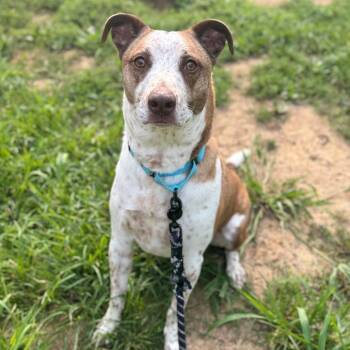 Noodles -  Cattle Dog and Mixed Breed Dog for Adoption in Fredericksburg, Virginia - Noodles | PetCurious