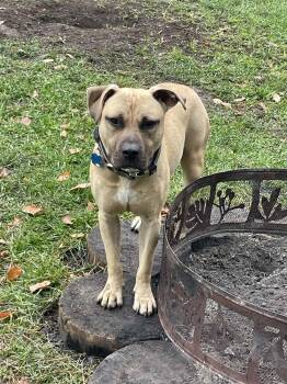 American Staffordshire Terrier Dogs Available for Adoption - Spud | PetCurious