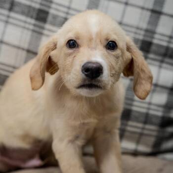 Han solo -  Labrador Retriever and Mixed Breed Dog for Adoption in Pawling, New York - Han Solo | PetCurious