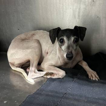 Sandi -  Italian Greyhound Dog for Adoption in Blue Springs, Missouri - Sandi | PetCurious