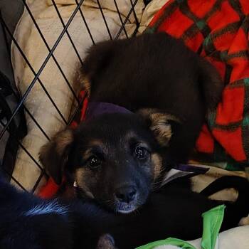 Pandora -  German Shepherd Dog and Border Collie Dog Available for Adoption in Coos Bay, Oregon - Pandora | PetCurious