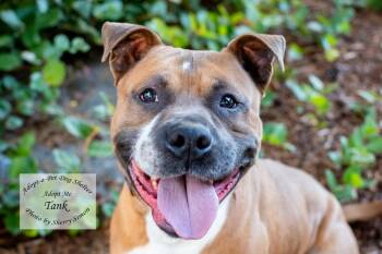 TANK -  Pit Bull Terrier and Boxer Dog for Adoption in Shelton, Washington - TANK | PetCurious