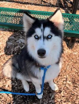 Husky Dogs Available for Adoption - KIARA | PetCurious
