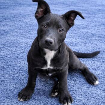 Pit Bull Terrier and Black Labrador Retriever Dogs Available for Adoption in Atlanta, Texas - Sunni | PetCurious