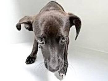 Chihuahua and Mixed Breed Dogs Available for Adoption in Houston, Texas - A654791 | PetCurious