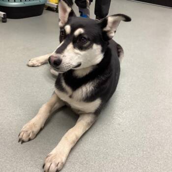 Husky Dogs Available for Adoption - Leya | PetCurious