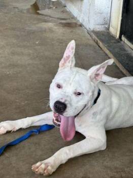 Rescue Pit Bull Terrier Dogs for Adoption in Eagle, Idaho - Oliver *Courtesy Post. Out Of Town Pet. See Below For Details* | PetCurious