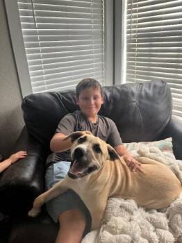 Jerry Joy To The World -  Pit Bull Terrier and Labrador Retriever Dog for Adoption in Friendswood, Texas - Jerry Joy To The World | PetCurious
