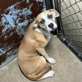 PBA-Stray-11715 -  Boxer Dog for Adoption in Pine Bluff, Arkansas - PBA-Stray-11715 | PetCurious