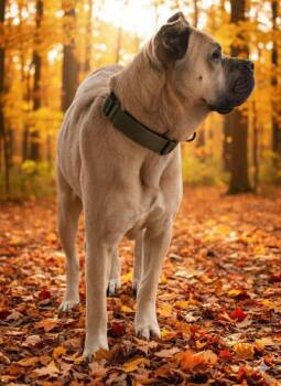 Rescue Mastiff Dogs for Adoption in Hopkinsville, Kentucky - Storm | PetCurious