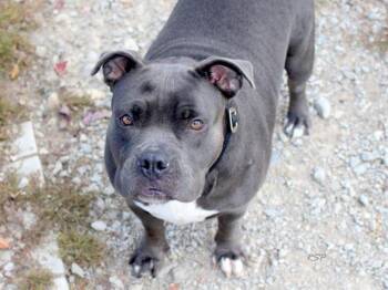 Rescue American Staffordshire Terrier and Mixed Breed Dogs for Adoption in Fort Wayne, Indiana - HUNGRY HUNGRY HIPPO | PetCurious