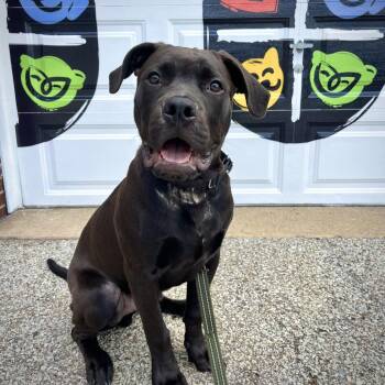 Mixed Breed Dogs Available for Adoption in Pittsburgh, Pennsylvania - Grizzly | PetCurious