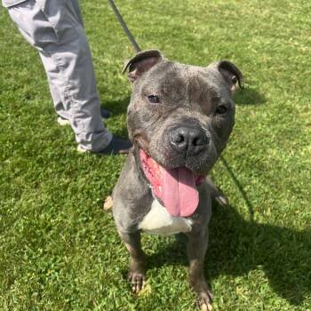 190692 Lobo LOOKING FOR OWNER -  Pit Bull Terrier Dog for Adoption in Ravenna, Ohio - 190692 Lobo LOOKING FOR OWNER | PetCurious